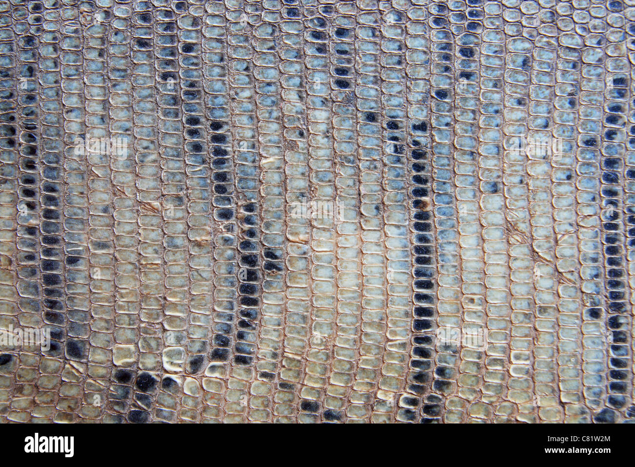 alte beschädigte grau gestreiften schuppige Schlange Haut Hintergrund Stockfoto