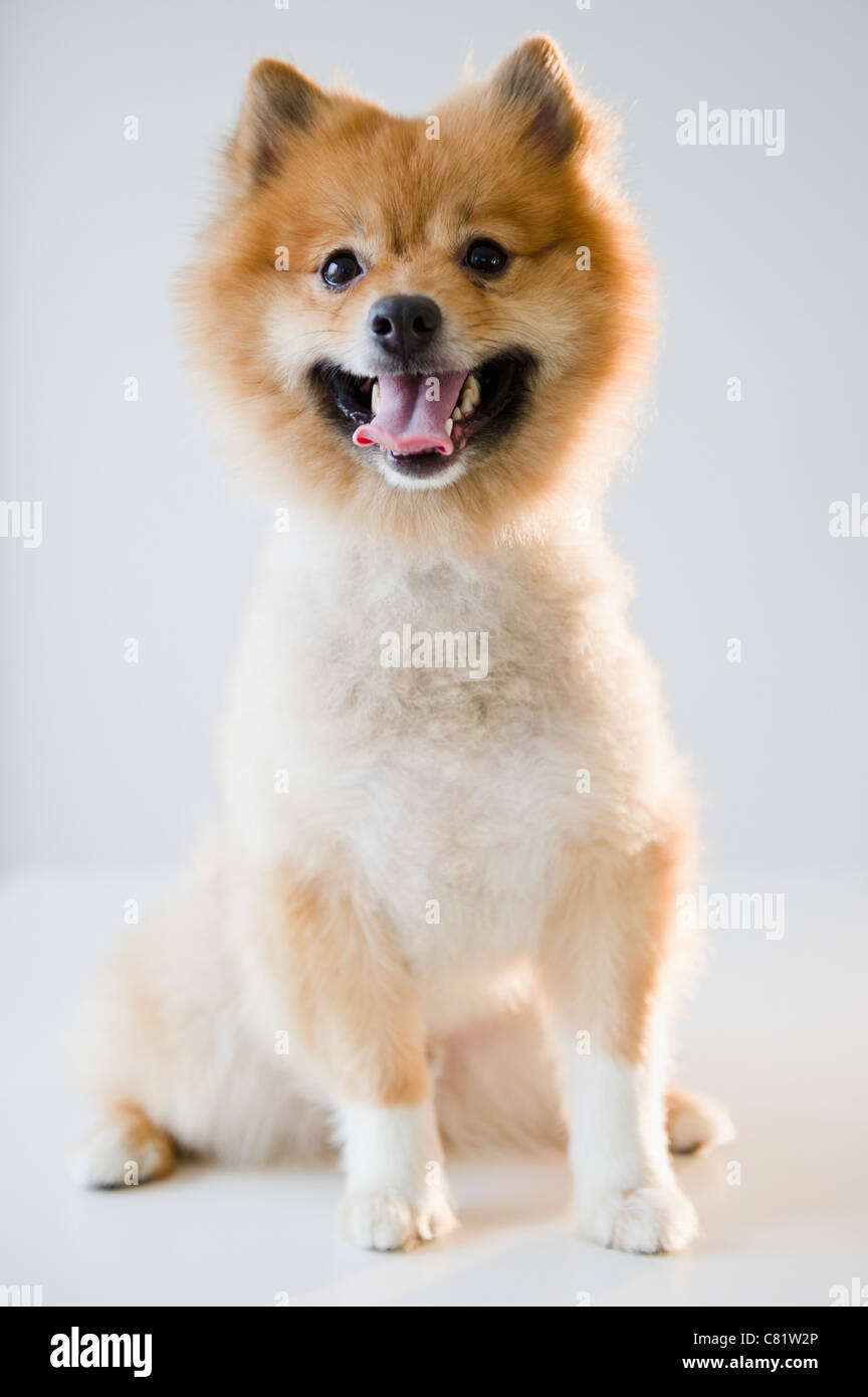 Porträt des Pommerschen Hund Stockfoto