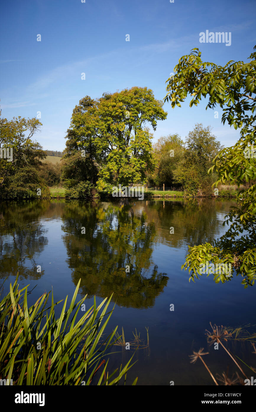 Ein Baum und seine Spiegelung im Wasser der Themse, in der Nähe von Pangbourne, reading, Berkshire. Stockfoto