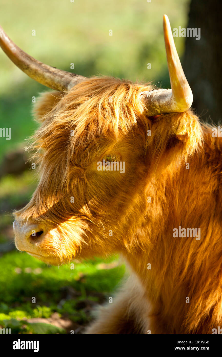 Highland Cow - Kyloe Breed (Bos Taurus), auf der Farm in der Nähe von Franklin, Tennessee, USA Stockfoto