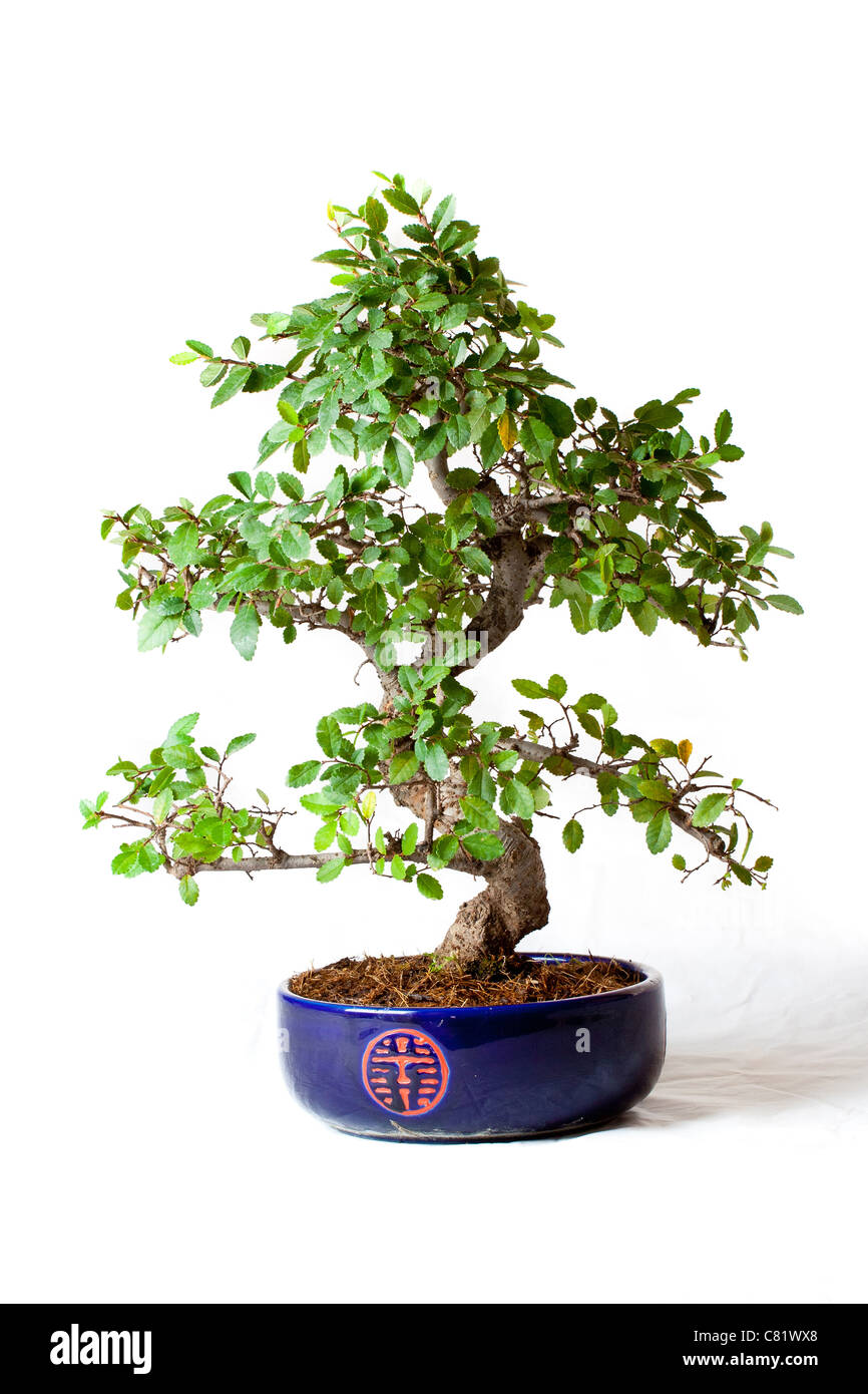 Ulme bonsai Stockfoto