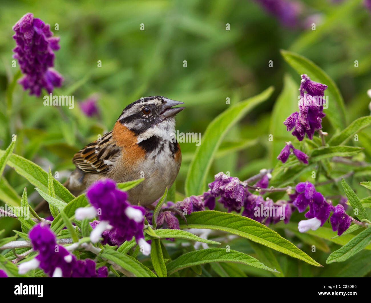 Rufous-Kragen Sparrow Zonotrichia Capensis, singen unter einige violetten Blumen Stockfoto