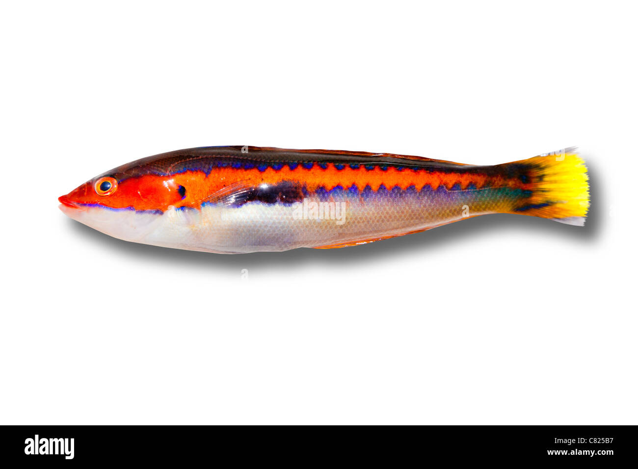 CORIS Julis Fisch Regenbogen Wrasse vom Mittelmeer isoliert auf weiss Stockfoto