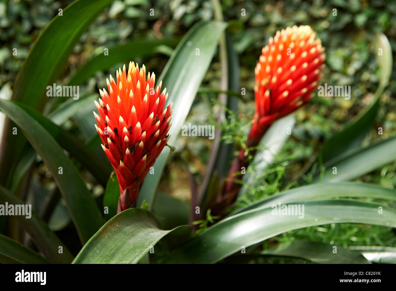 Guzmanie Conifera oder Hybrid, königlichen Gewächshäuser von Laeken, Königsschloss von Laeken, Brüssel, Belgien, Europa Stockfoto