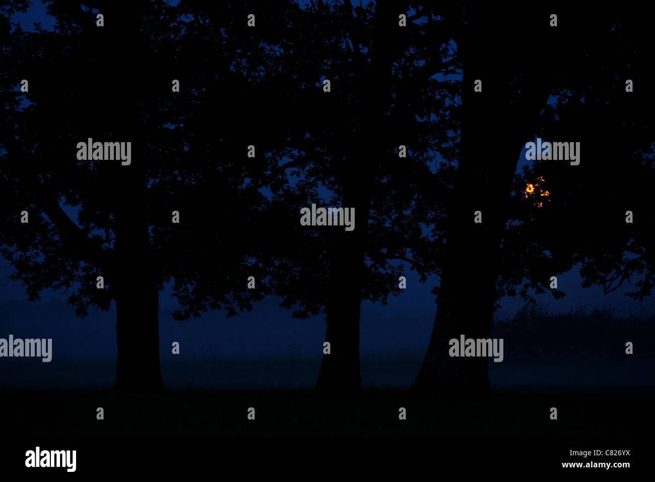 Bäume in der nebligen Nacht vom Vollmond beleuchtet. Stockfoto