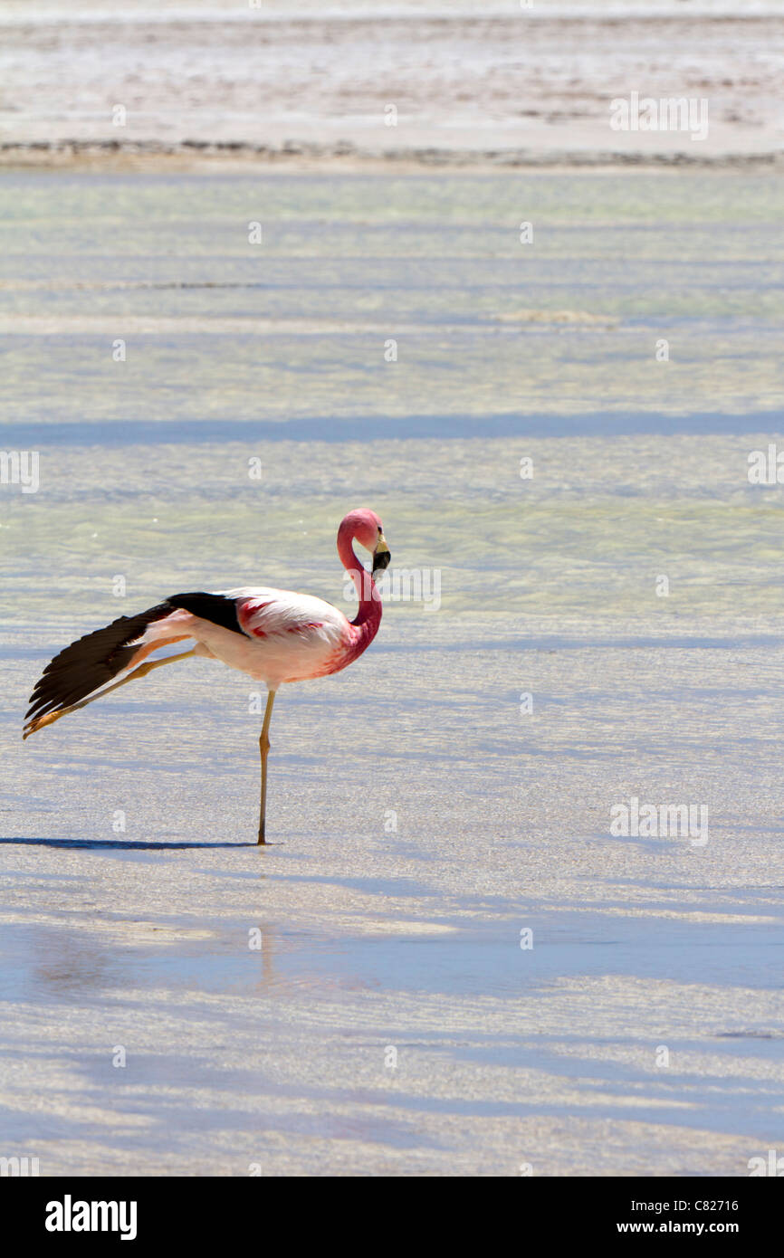 Ein Anden-Flamingo erstreckt sich anmutig in Aguas Calientes, Atacamawüste, Chile Stockfoto