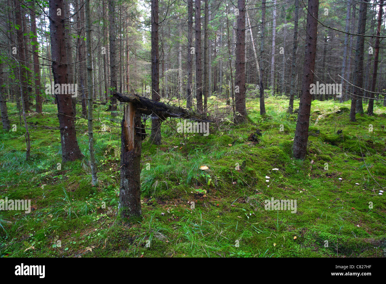 Borealen Wälder im Herbst, mit grünen Waldboden und Pilzen. Estland Stockfoto