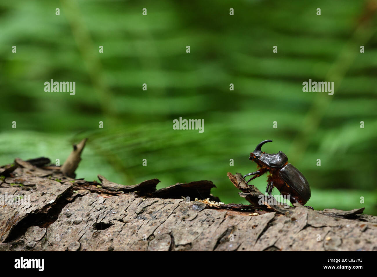 Europäische Nashornkäfer (Oryctes Nasicornis), männliche. Europa Stockfoto