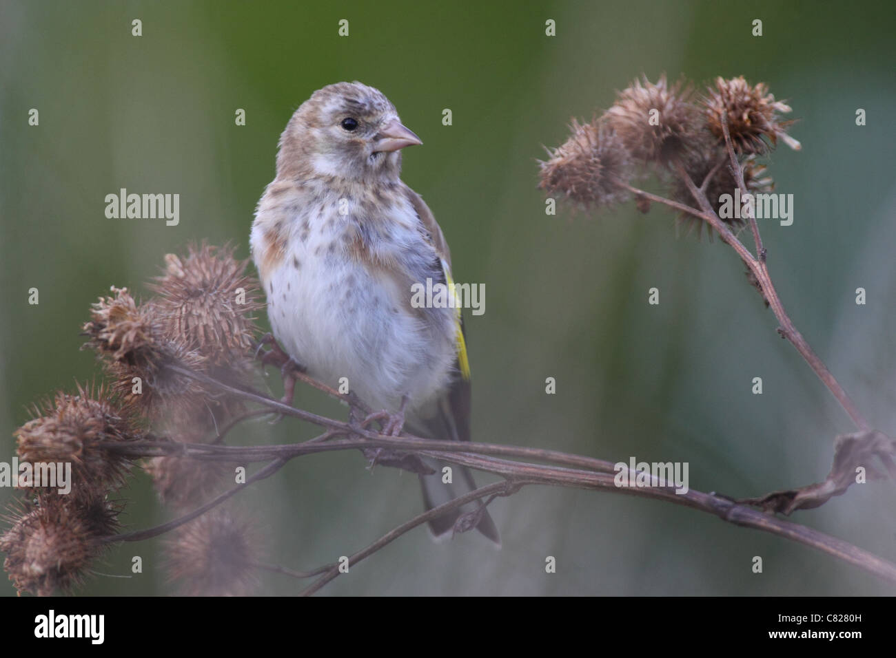 Juvenile Stieglitz (Zuchtjahr Zuchtjahr). Europa Stockfoto