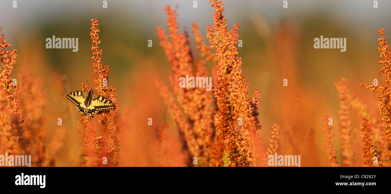 Panorama-Foto von Schwalbenschwanz Schmetterling (Papilio Machaon) in seinem Lebensraum. Europa Stockfoto