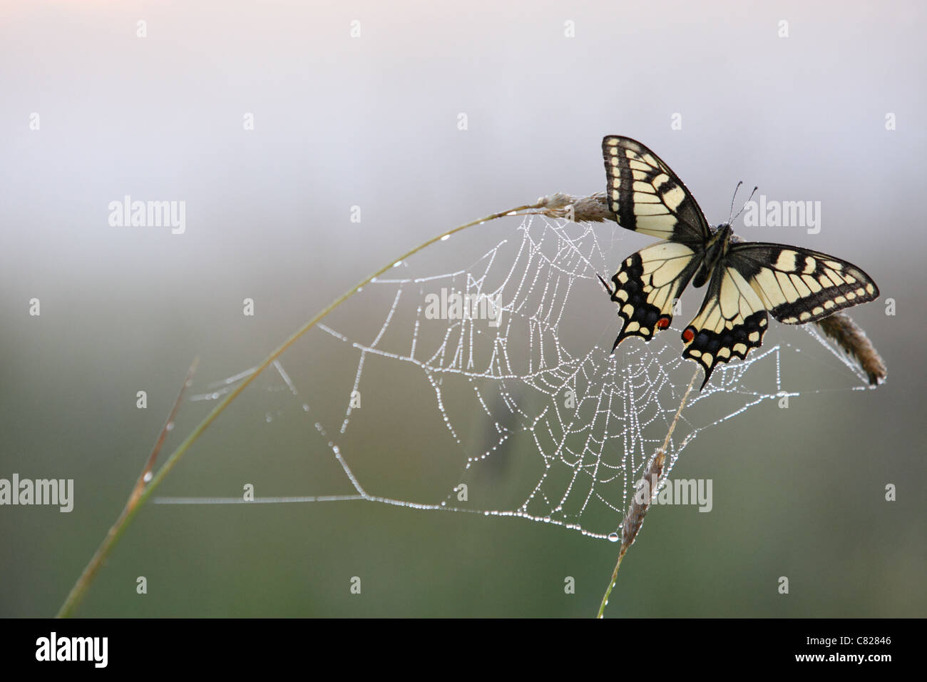 Schwalbenschwanz Schmetterling (Papilio Machaon) Schlafplatz auf einem Rasen-Stiel mit der Spinne Spinnennetz, von frühen Morgentau abgedeckt. Europa Stockfoto