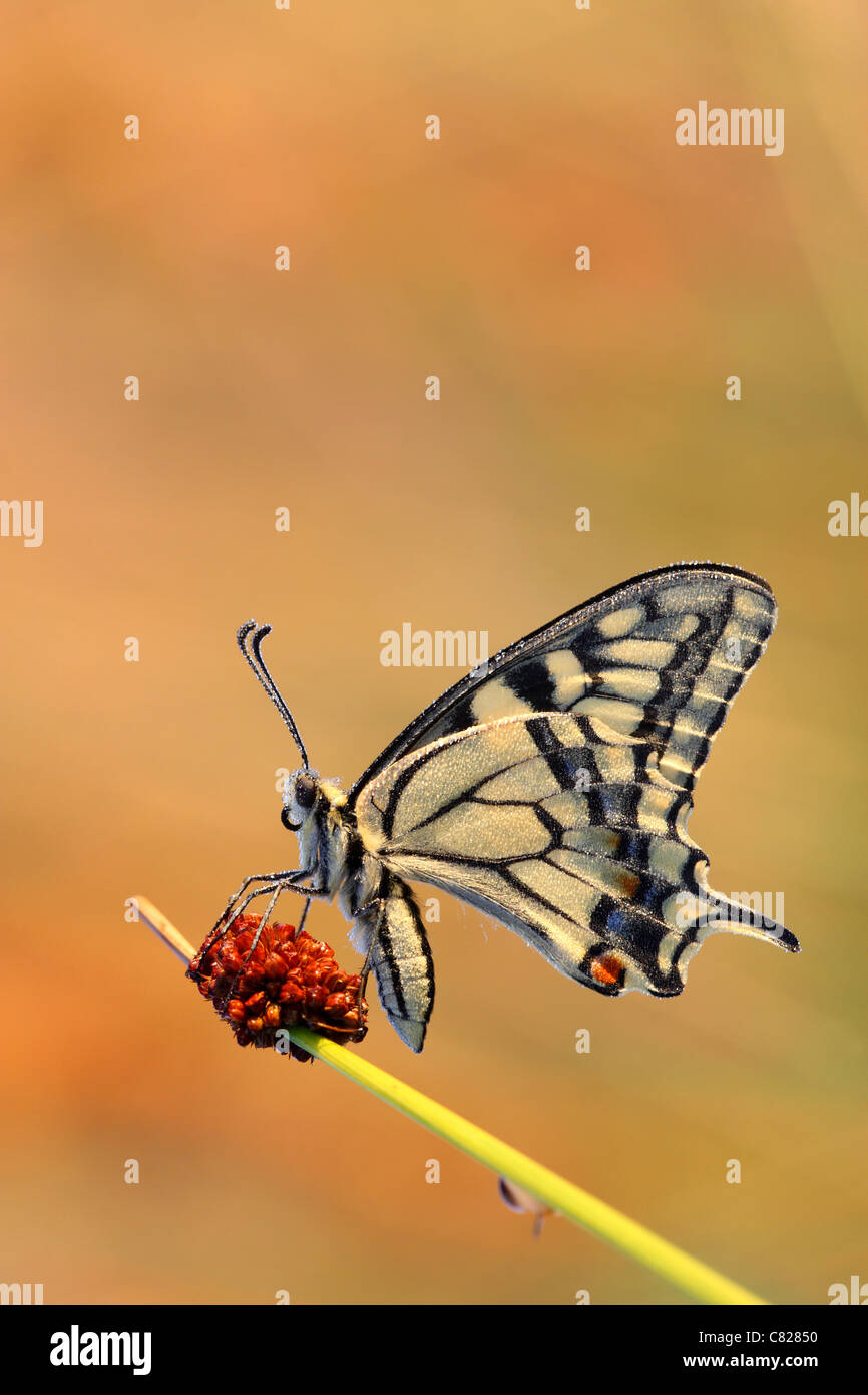 Schwalbenschwanz Schmetterling (Papilio Machaon) bedeckt in Tau sitzen auf einem Stiel Rasen. Europa Stockfoto