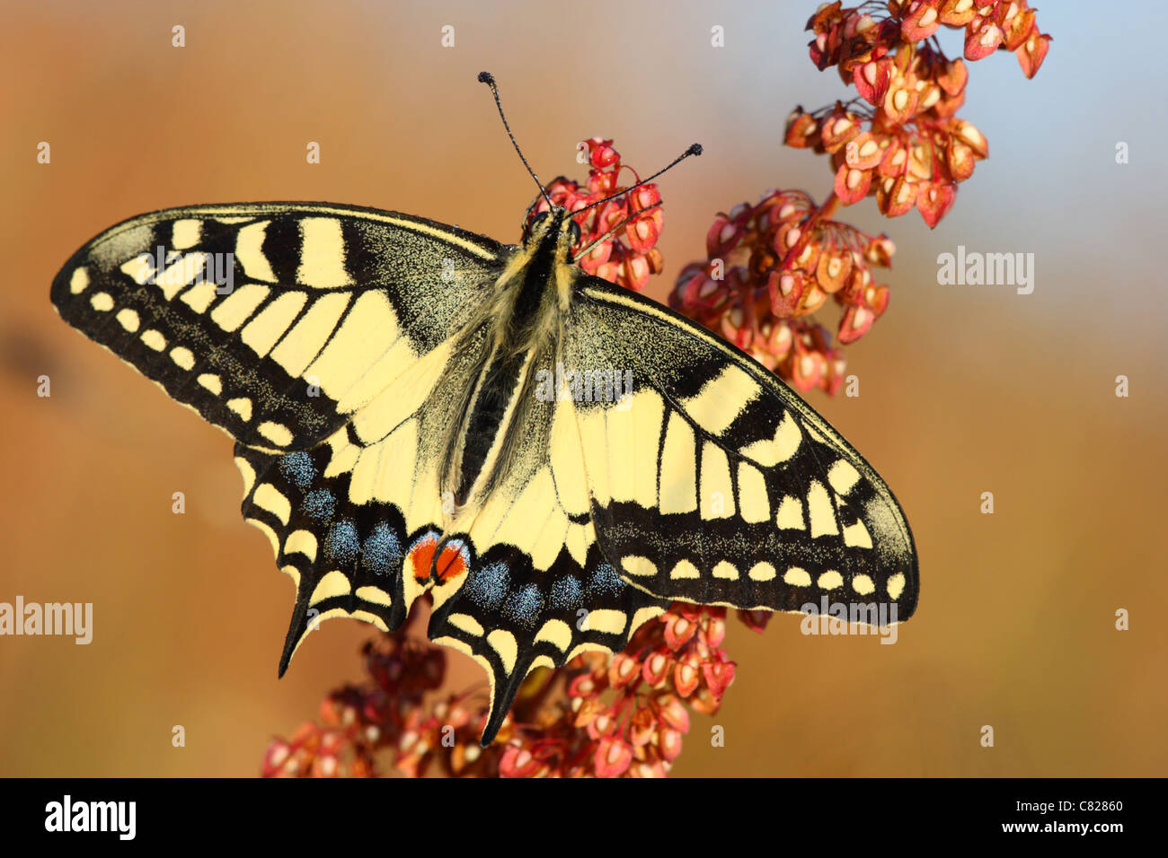 Schwalbenschwanz Schmetterling (Papilio Machaon). Europa Stockfoto