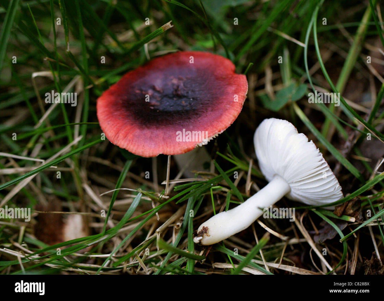 Schwärzlich violett ubling oder lila Brittlegill, ubling Atropurpurea, Russulaceae Stockfoto