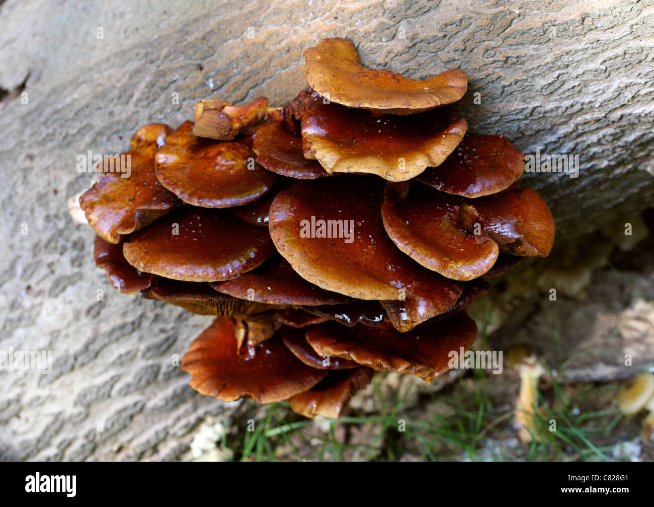 Ringlose Hallimasch Armillaria Tabescens, Physalacriaceae Stockfoto