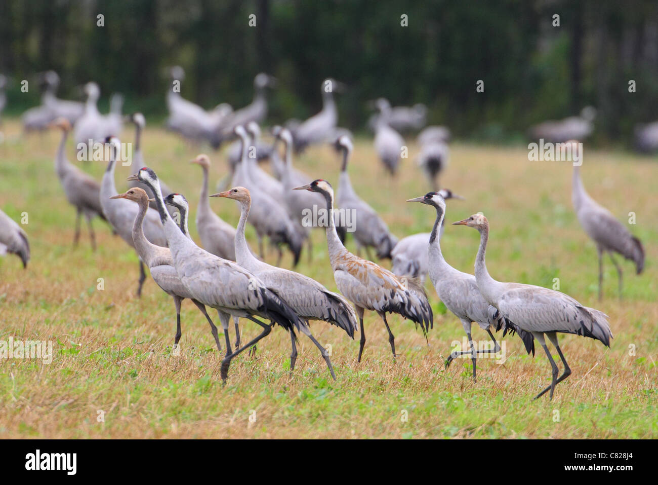 Herde der Kraniche (Grus Grus) im Feld auf der Suche nach Nahrung. Estland, Herbst. Stockfoto Herde der Kraniche (Grus Grus) im Feld auf der Suche nach Nahrung. Estland, Herbst. Stockfoto