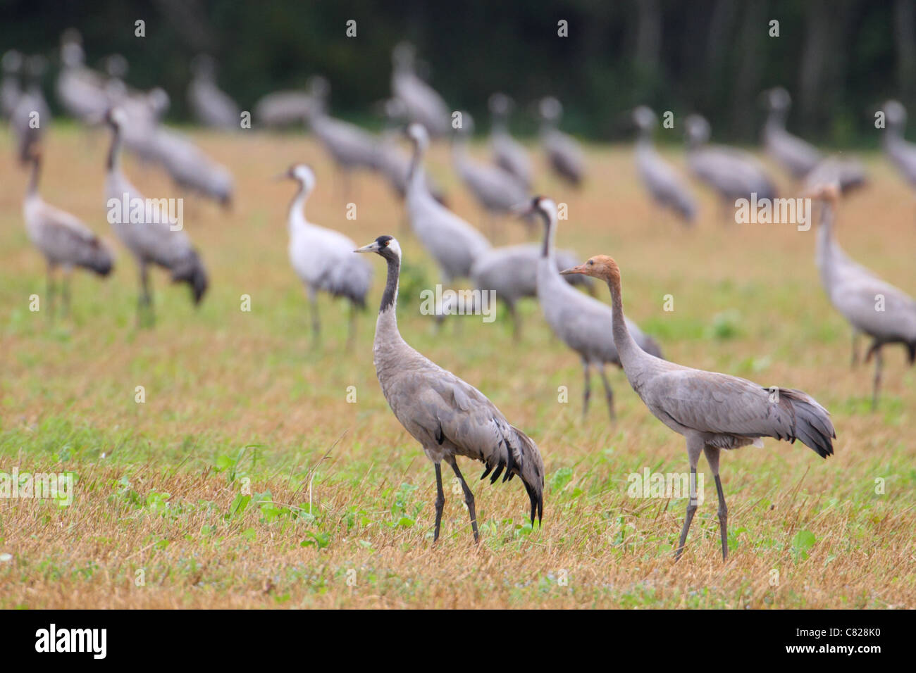 Herde der Kraniche (Grus Grus) im Feld auf der Suche nach Nahrung. Estland, Herbst. Stockfoto Herde der Kraniche (Grus Grus) im Feld auf der Suche nach Nahrung. Estland, Herbst. Stockfoto