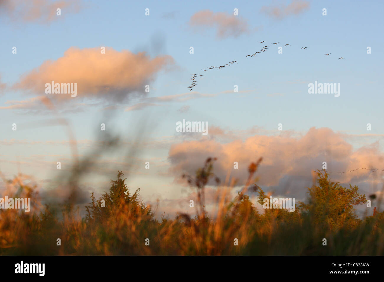 Gruppe der Kraniche (Grus Grus) fliegen in V-Form bei Sonnenuntergang. Europa Stockfoto Gruppe der Kraniche (Grus Grus) fliegen in V-Form bei Sonnenuntergang. Europa Stockfoto
