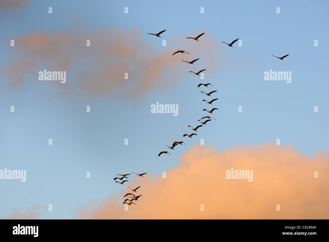 Herde der Kraniche (Grus Grus) in V-Form an den Schlafplatz Ort fliegen. Europa Stockfoto Herde der Kraniche (Grus Grus) in V-Form an den Schlafplatz Ort fliegen. Europa Stockfoto