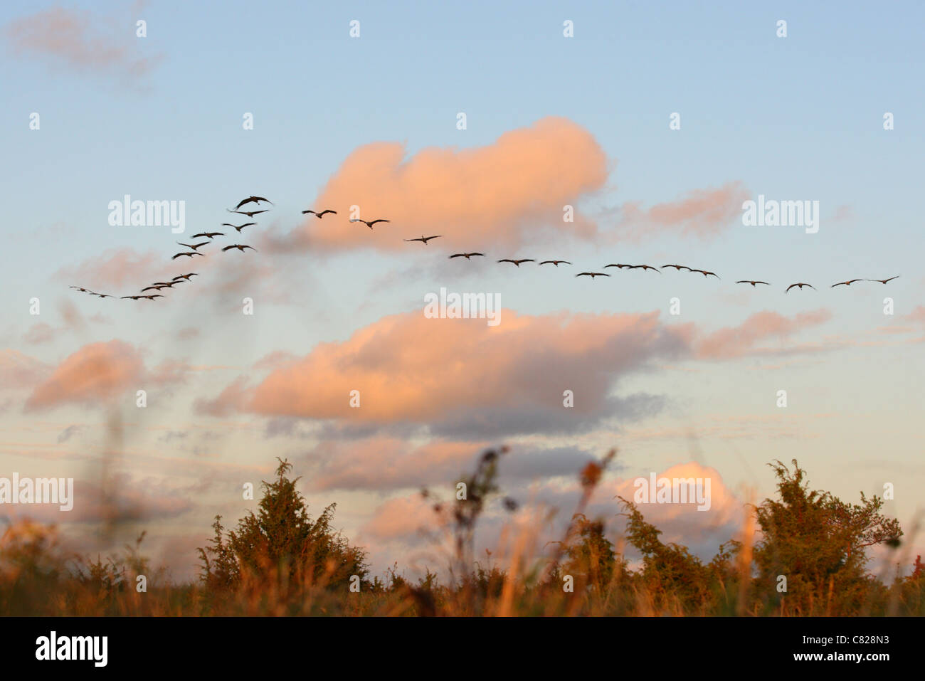 Herde der Kraniche (Grus Grus) nach der Schlafplatz Ort fliegen. Europa Stockfoto