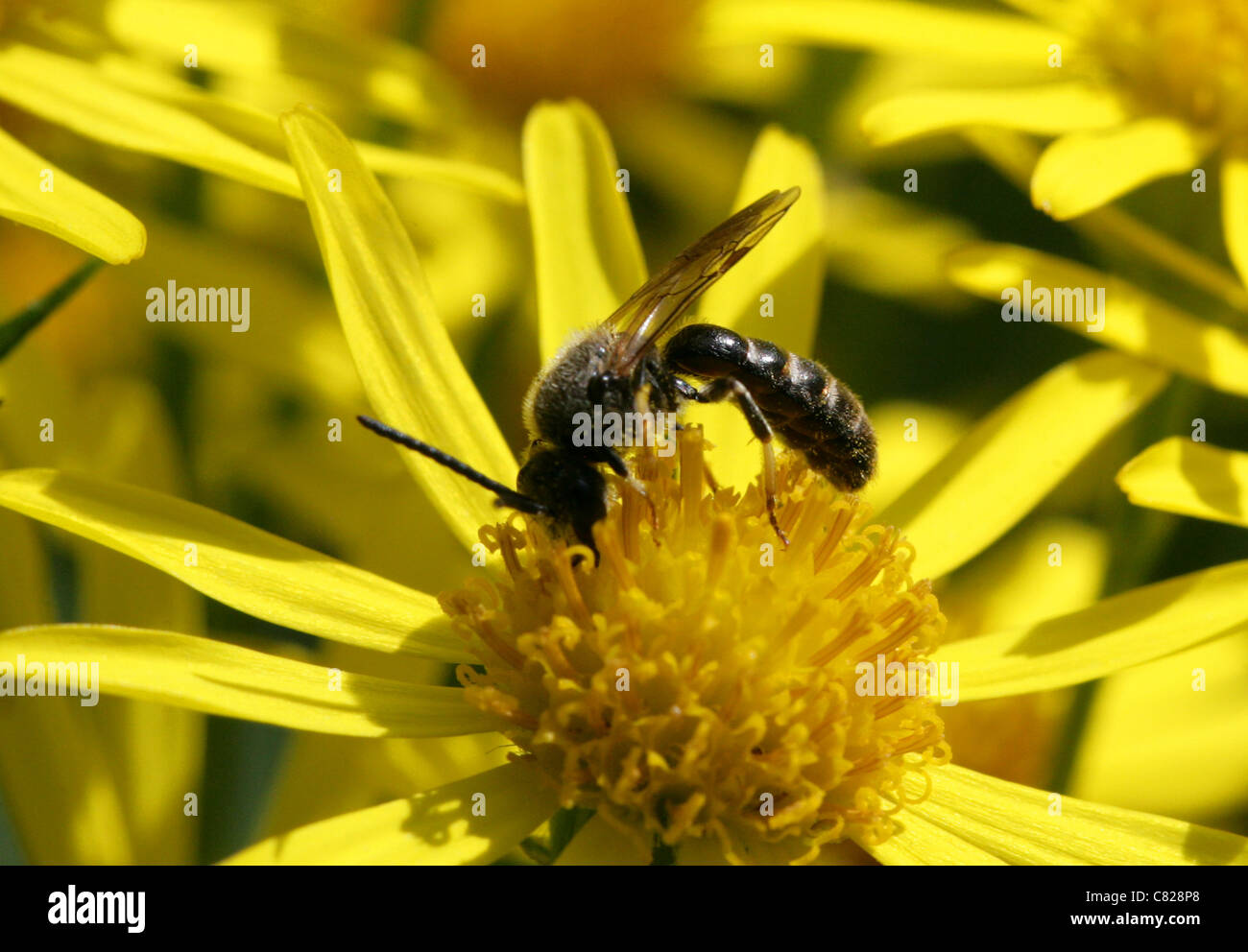 Schlanke Mining Bee, Früchte Calceatum, Halictidae, Hymenoptera. Sy Halictus Calceatus. Stockfoto