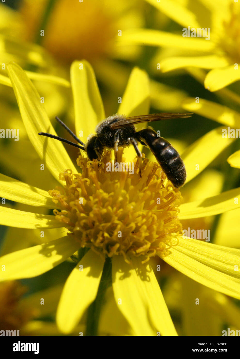 Schlanke Mining Bee, Früchte Calceatum, Halictidae, Hymenoptera. Sy Halictus Calceatus. Stockfoto