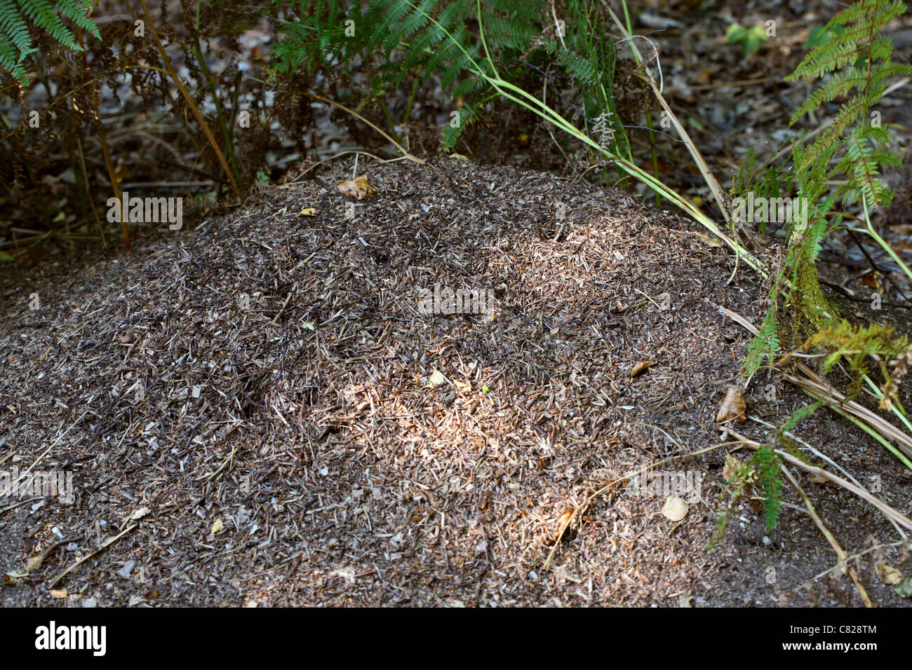Holz Ameise Nest, Formica Rufa, Ameisen, Hautflügler. Burnham Beeches, Buckinghamshire. Stockfoto