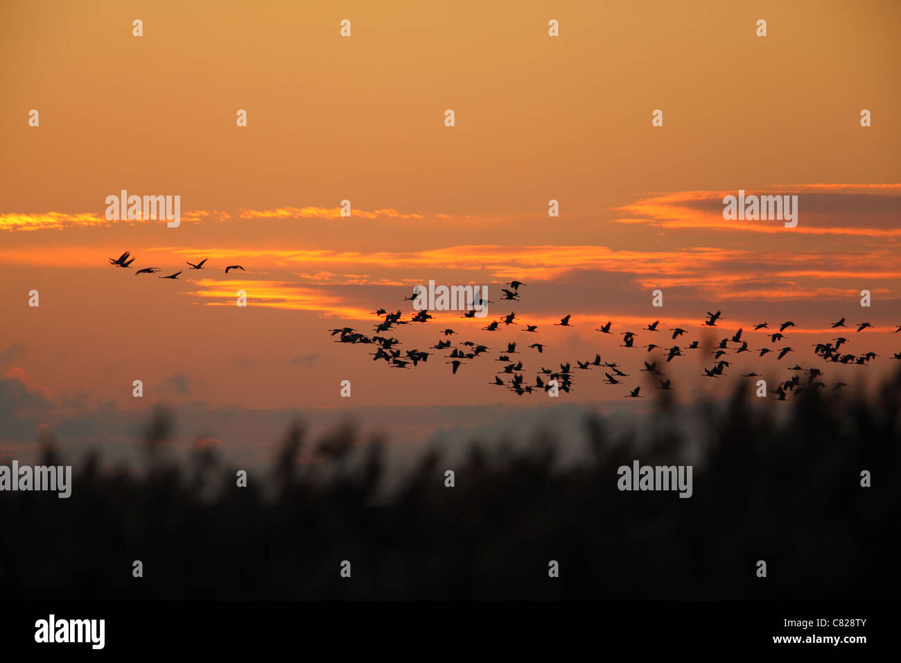 Herde der Kraniche (Grus Grus) nach der Schlafplatz Ort fliegen. Europa Stockfoto Herde der Kraniche (Grus Grus) nach der Schlafplatz Ort fliegen. Europa Stockfoto