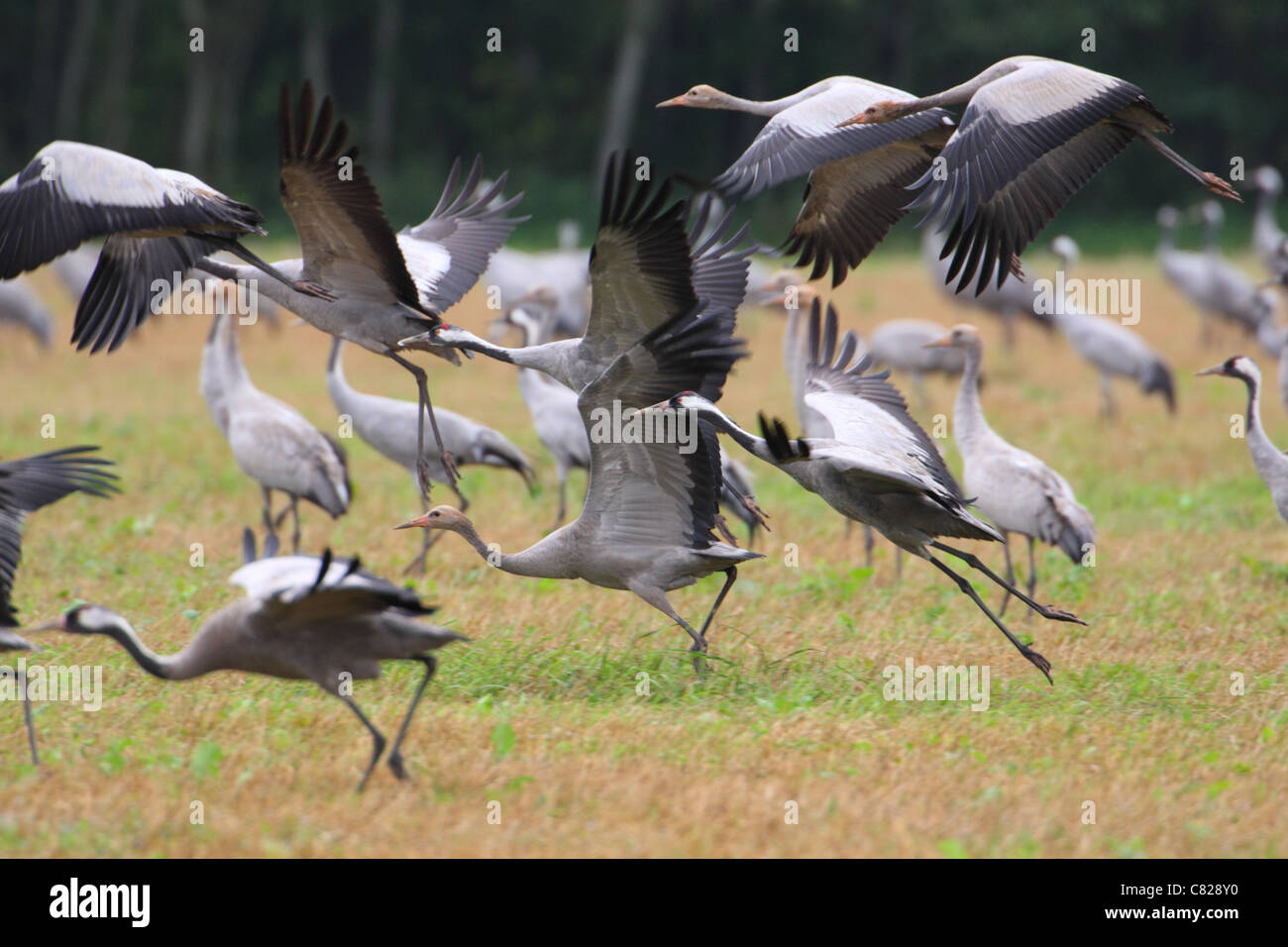 COMMIN Cranes ausziehen aus dem Feld. Europa Stockfoto COMMIN Cranes ausziehen aus dem Feld. Europa Stockfoto