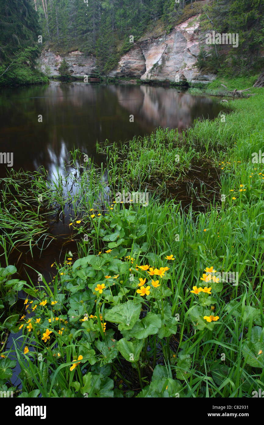 Gelbe Marsh Marigold (Caltha Palustris) im Suur Taevaskoja, Ahja River in der Nähe von Polva, Estland, Europa Stockfoto