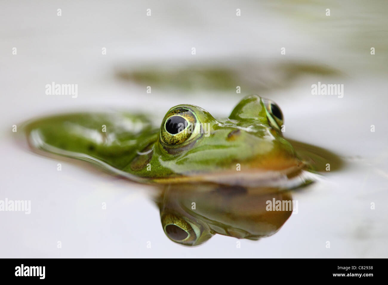Wilde Waterfrog (Rana Esculenta) im Wasser. Europa Stockfoto