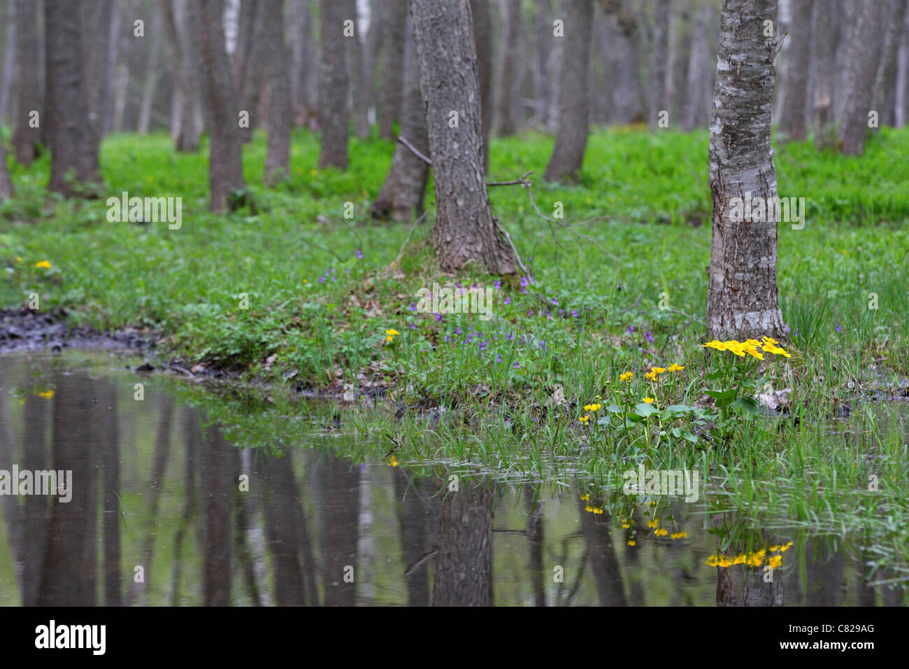 Puise Wald mit blühenden gelben Marsh Marigold (Caltha Palustris), Matsalu Naturpark, Estland Stockfoto