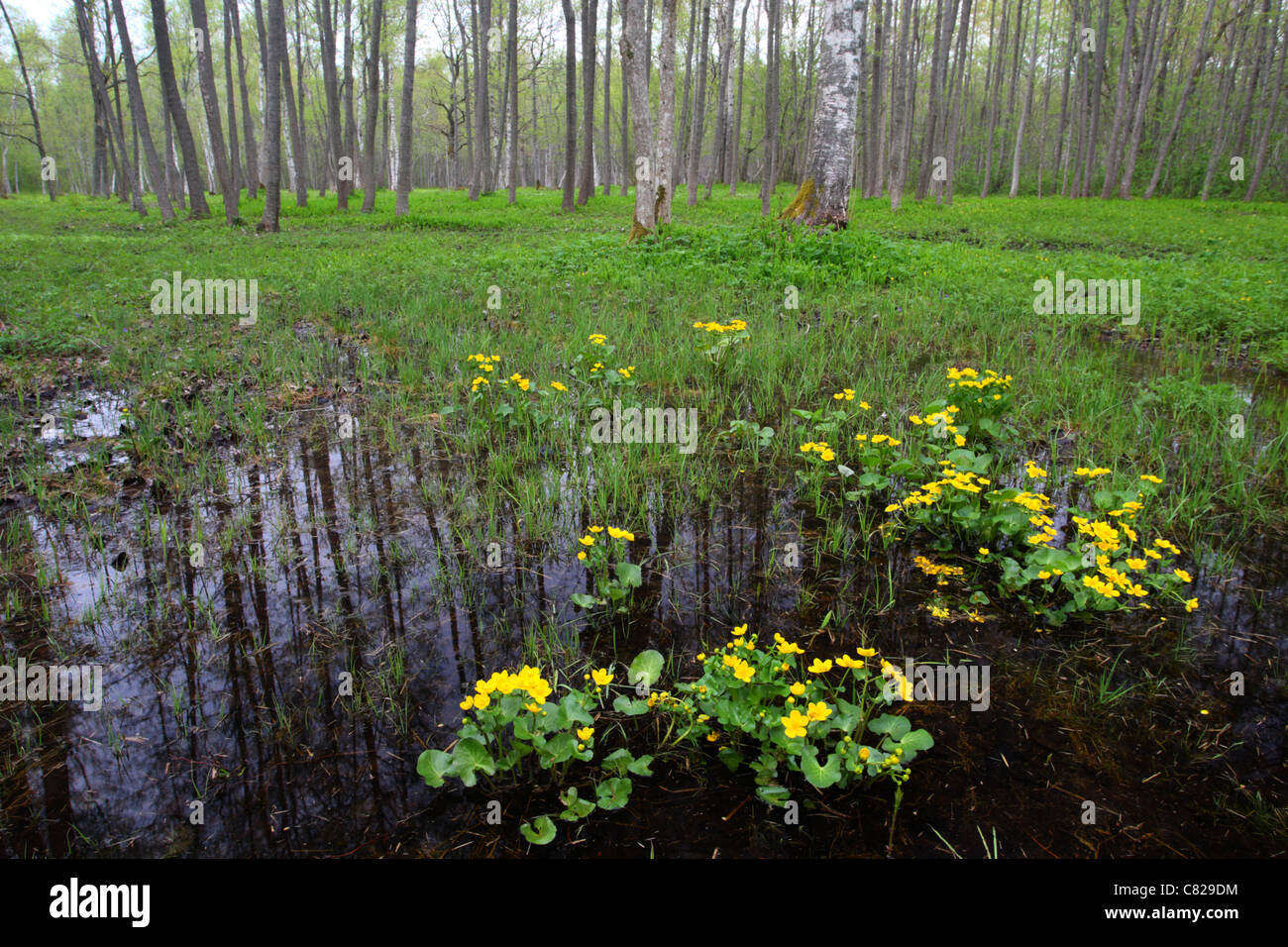 Blühende gelbe Marsh Marigold (Caltha Palustris) im Puise Wald, Naturpark Matsalu, Estland Stockfoto