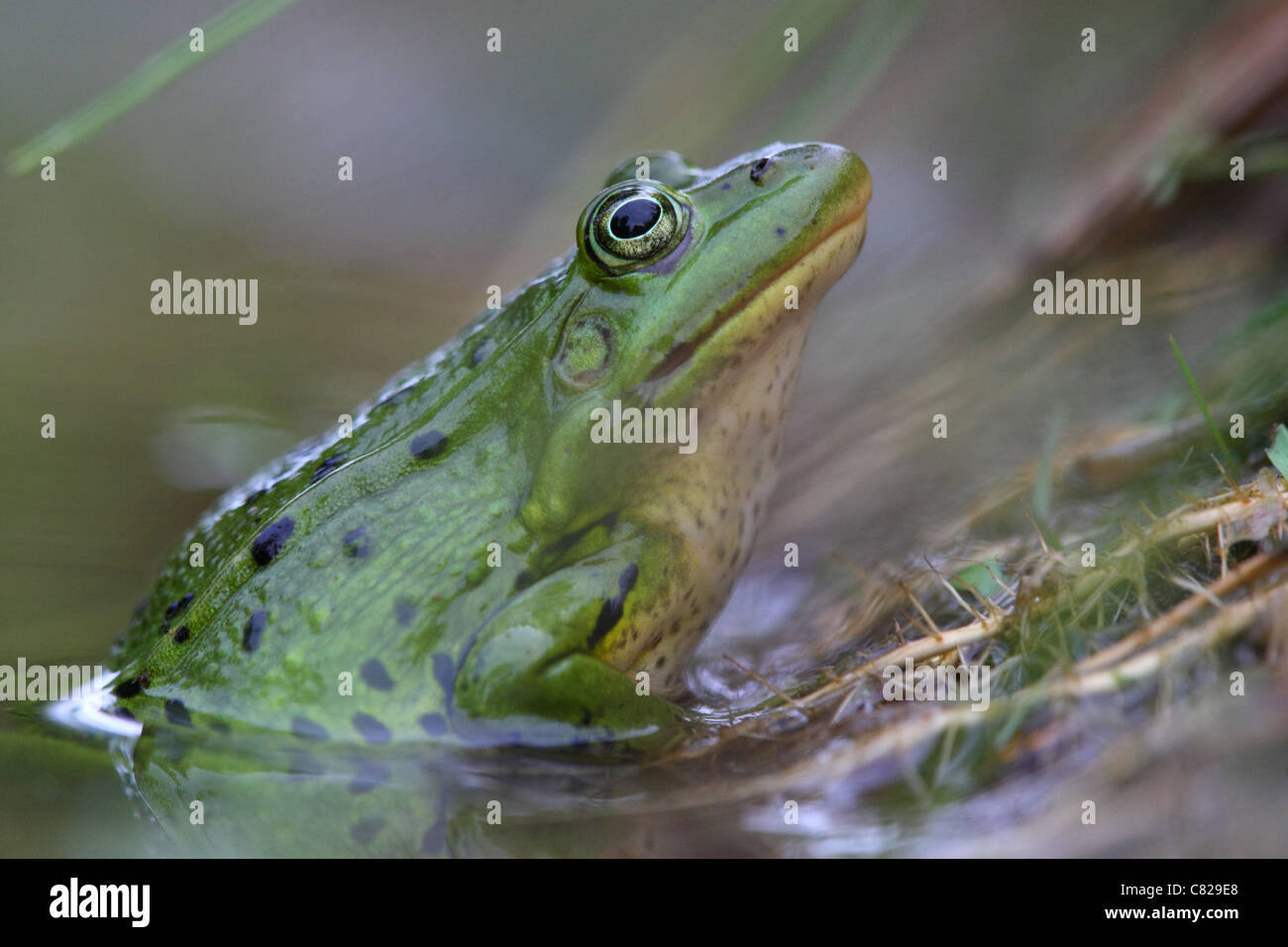 Porträt des Waterfrog (Rana Esculenta). Europa Stockfoto