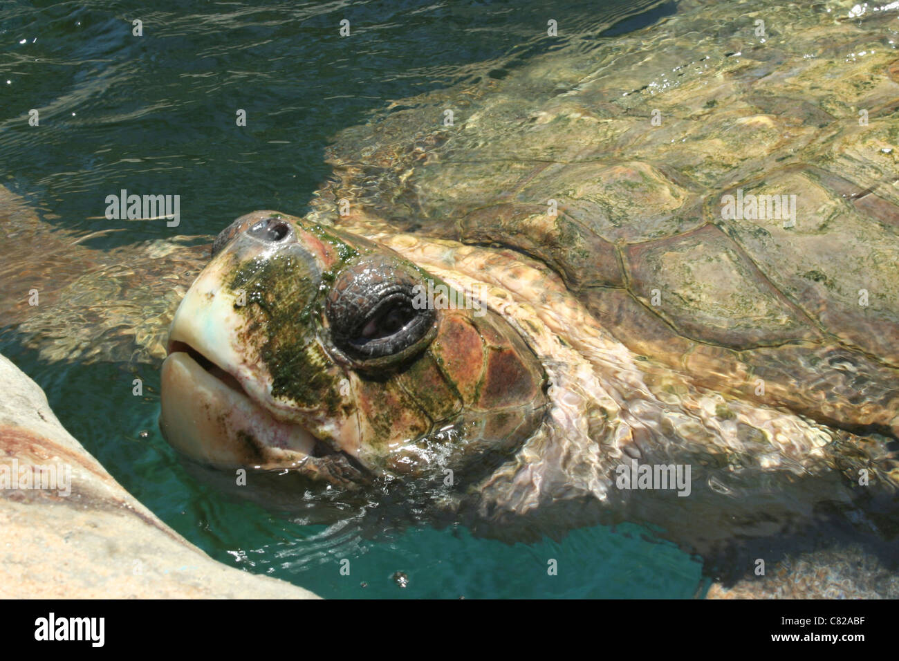 Porträt von einem grünen Meeresschildkröten in Praja Forte Bahia Stockfoto