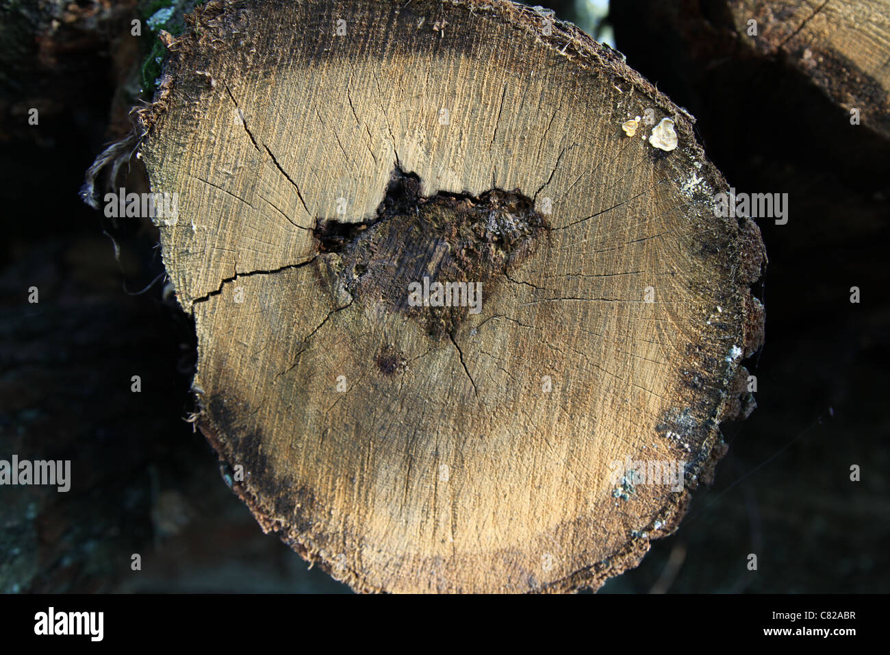 Gefällter Baum - Holz Stockfoto