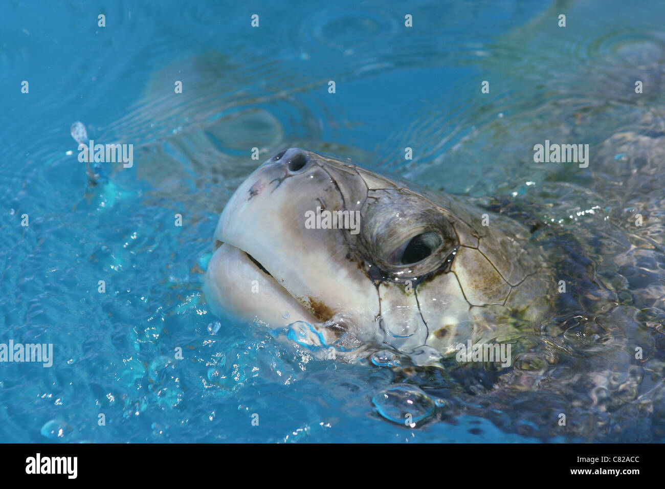 Porträt einer Meeresschildkröte Caretta Praja do Forte Bahia Stockfoto