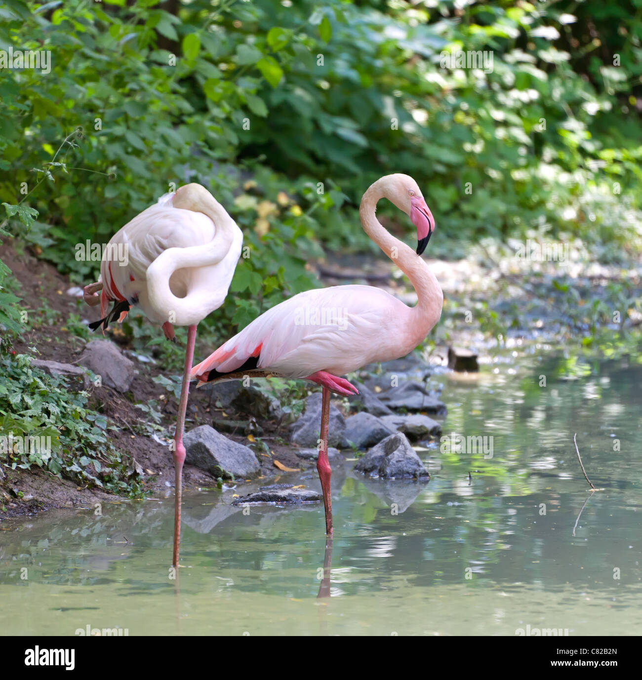 Paar rosa Flamingo Verseilen im See, Sommer-Schuss Stockfoto