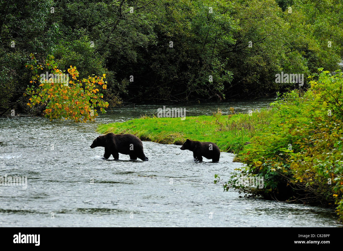 Zwei Grizzlybären zu Fuß in den stream Stockfoto