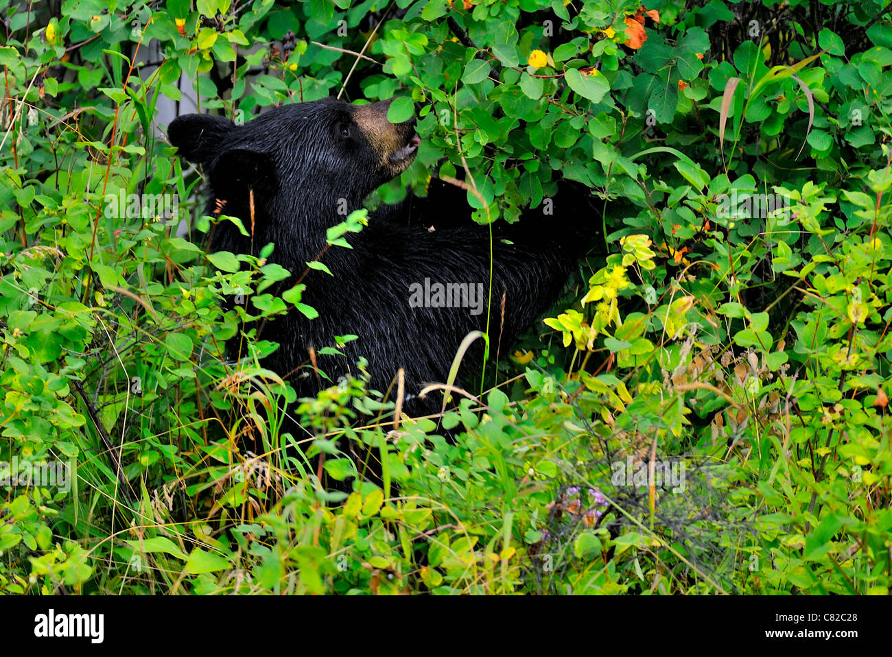Ein junger schwarzer Bär Fütterung auf einige wilde Beeren. Stockfoto