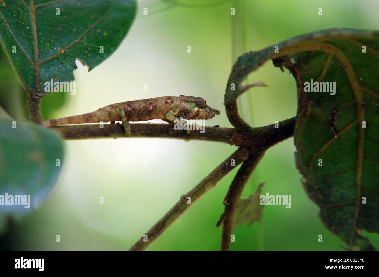 Große Nase Chamäleon, Ranomafana Nationalpark, Madagaskar Stockfoto