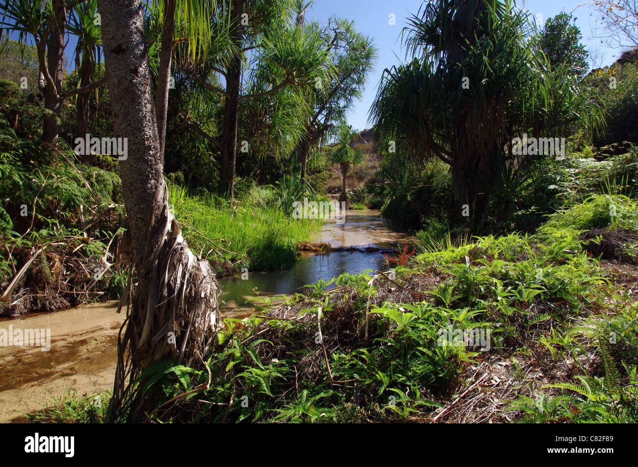 Palmen gesäumte Oase im Isalo Nationalpark, Madagaskar Stockfoto