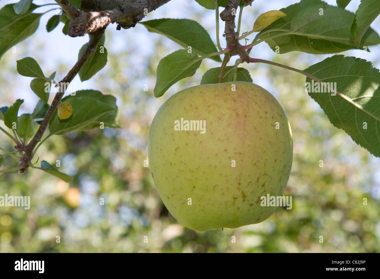 Apfel Golden delicious Stockfoto