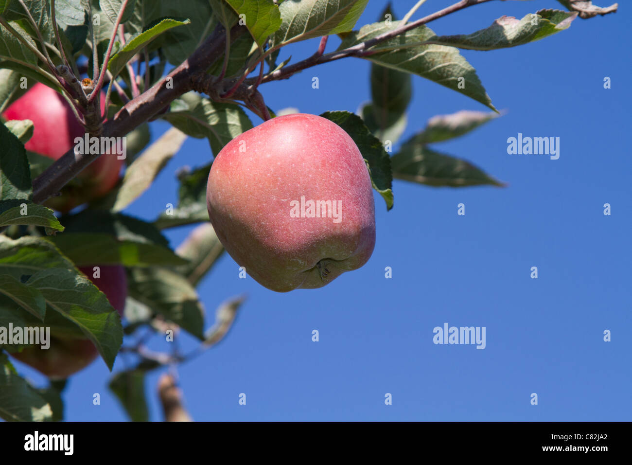 roter Apfel Baum blauen Himmel Stockfoto