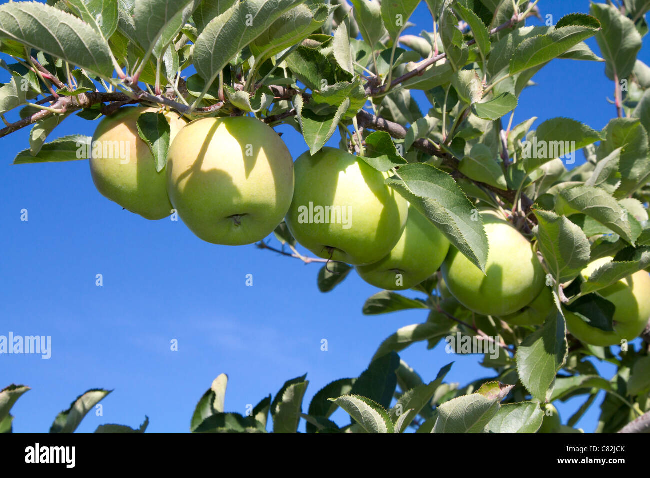 Grüner Apfel Baum blauen Himmel Stockfoto
