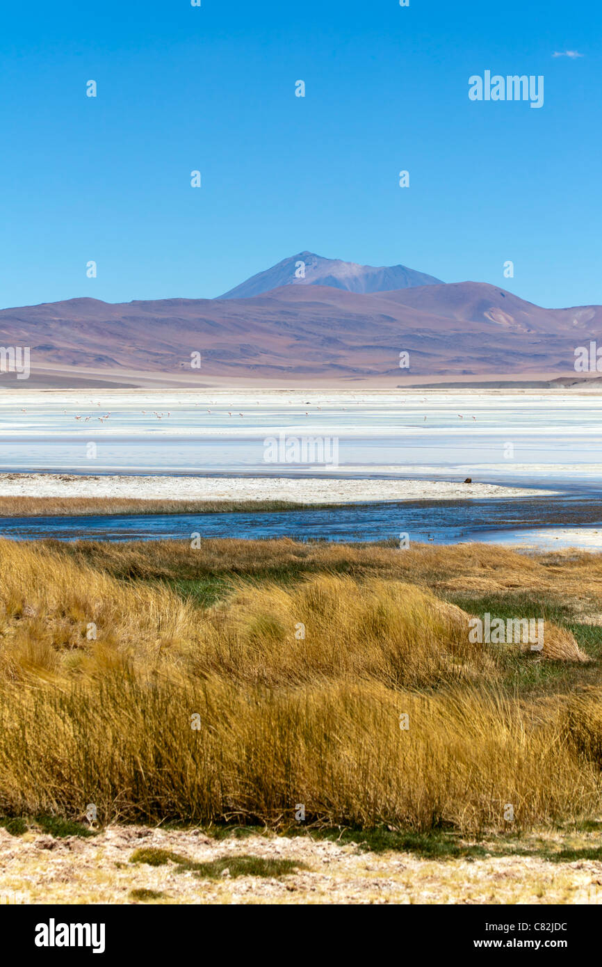 Laguna Miscanti, Atacamawüste, Chile Stockfoto