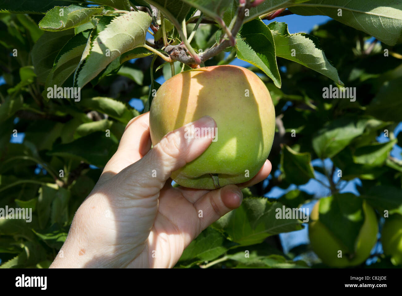 Wählen Sie Apple Tree Anschlagshand Stockfoto
