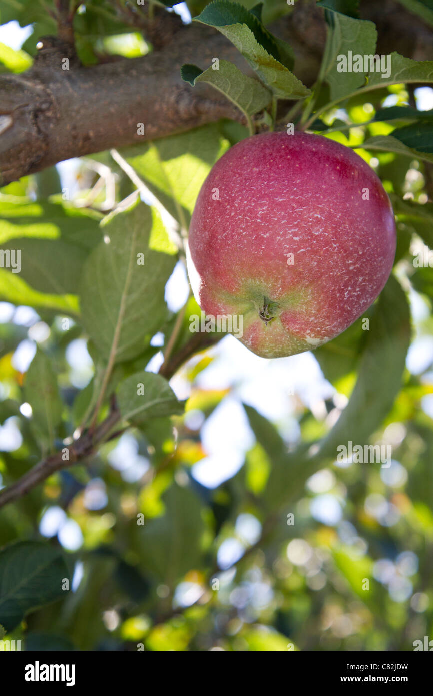 roter Apfel Ast Stockfoto