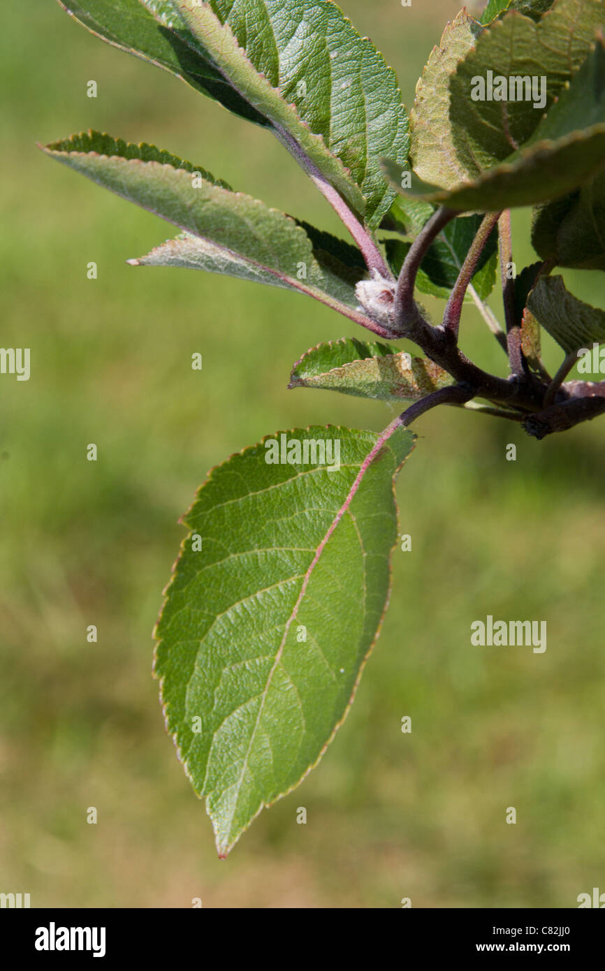 Apfel Baum Blatt Stockfoto