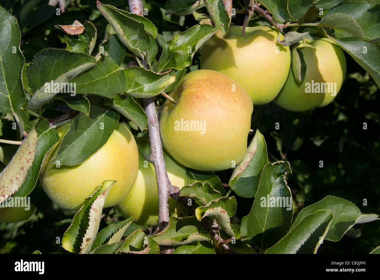 Apfelbaum Äpfel Obst gesunde Vitamine Stockfoto